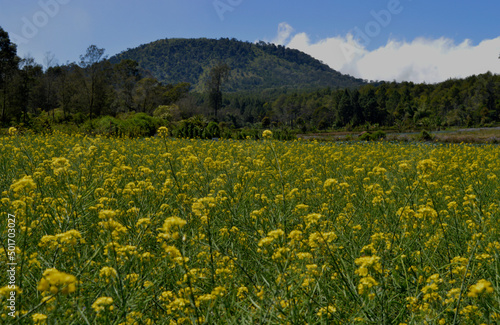 Magnificent view of mustard flowers covering a vast farm field on a sunny summer day