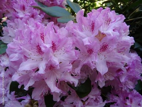 Rhododendron 