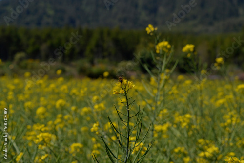 Honey bee sucking flower essence with a view of a mustard flower field