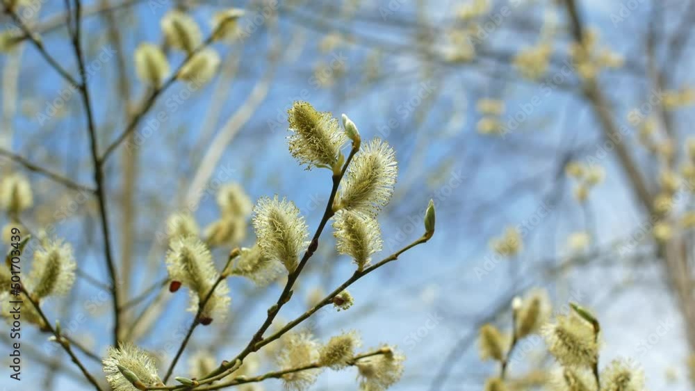 First spring buds on the trees sway in the wind First spring buds on the trees sway in the wind