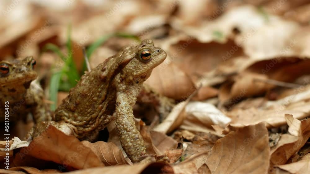 Close-up of a brown toad against a background of yellowing leaves Close-up of a brown toad against a background of yellowing leaves