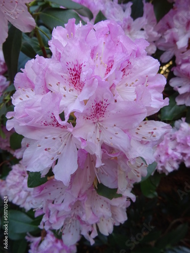 Rhododendron