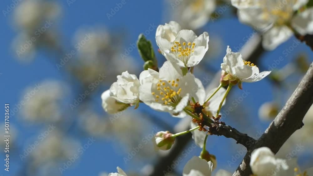 Spring blooming tree of white flowers in the garden in the sunlight. Spring blooming tree of white flowers in the garden in the sunlight.