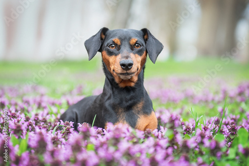 A black and tan dog of the miniature pinscher breed lies on a lawn with purple flowers photo