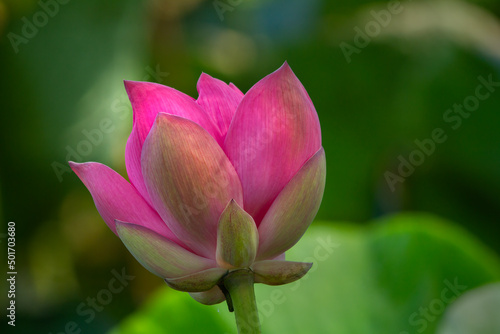 Single pink lotus flower  nelumbo nucifera  in a beam of sunlight isolated against a background of blurred green leaves.