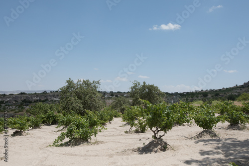 トルコの葡萄畑