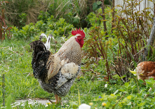 La Legbar (Gallus domesticus) race de poulet britannique au corps musclé,  magnifique plumage soyeux ou camail crème, crête rouge érigée, pattes jaunes en compagnie d'une poule pondeuse photo