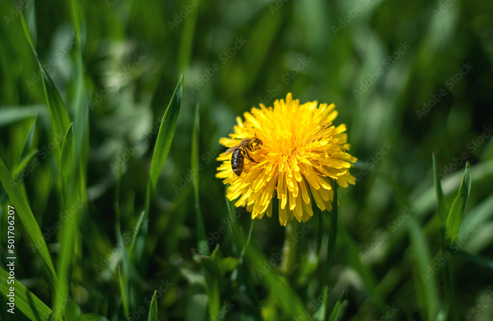A bright yellow dandelion with a bee on it and blurred green grass A bright yellow dandelion with a bee on it and blurred green grass