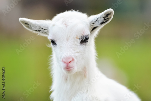 Close-up portrait of a small white goat © SerPhoto