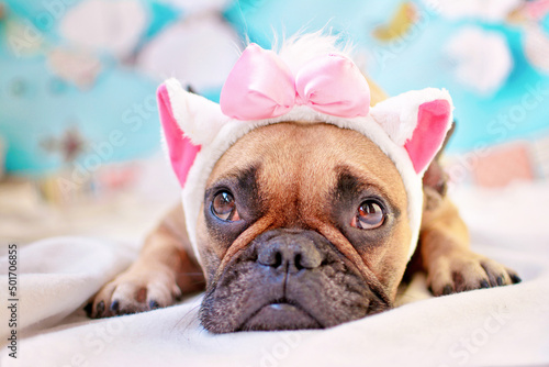 Fawn French Bulldog laying on floor looking up with cat ears headband and pink ribbon © Firn