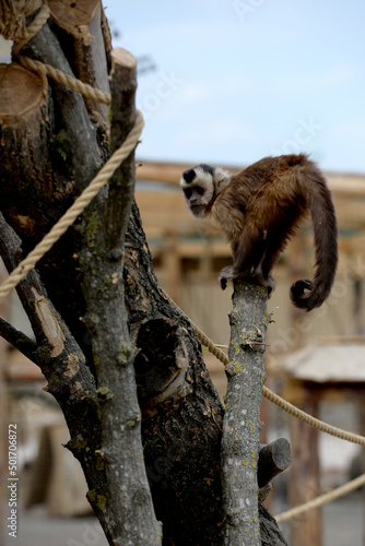 Lemur on tree