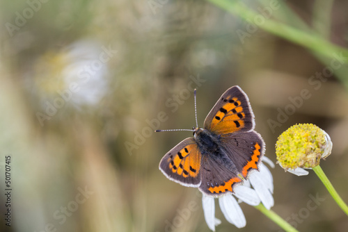 Motyl czerwończyk żarek na rumianku © Henryk Guziak