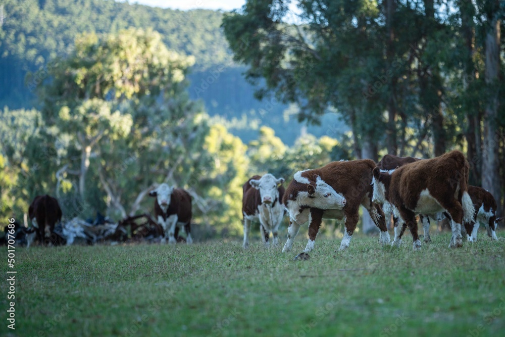 Close up of cows in the field, herefords,Angus and Murray Grey beef Cattle eating long pasture in spring and summer. under trees, in tasmania, Australia.