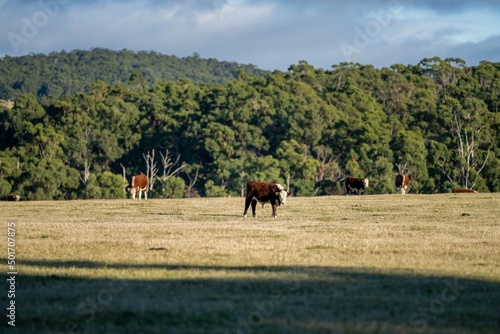 cow in a field, Australia