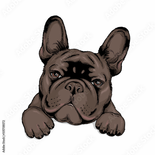 Cute french bulldog sketch. Vector illustration in hand-drawn style . Image for printing on any surface
