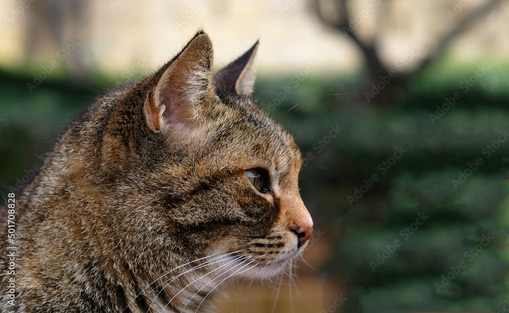 Close-up portrait of striped cat face in profile. The muzzle of a striped cat with green eyes, long white mustache, pink nose. Selective focus. Banner with a muzzle of a cat in profile, copy space. Close-up portrait of striped cat face in profile. The muzzle of a striped cat with green eyes, long white mustache, pink nose. Selective focus. Banner with a muzzle of a cat in profile, copy space.