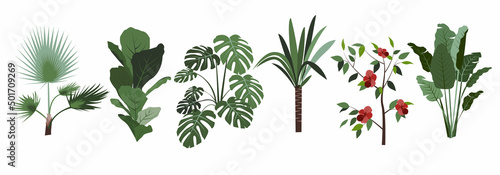 graphic elements for illustration and design, indoor flowers, chinese hibiscus rose, yucca, monstera, banana tree, washingtonia palm, ficus lyrata