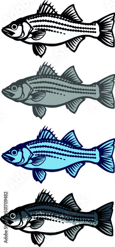 Striped bass California flat illustration isolate pin set.