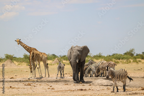 Group of animals at waterhole in Etosha National park, Namibia