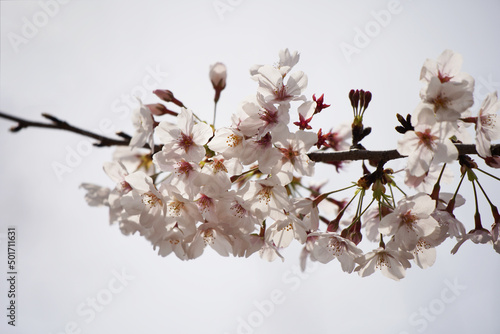 桜 さくら サクラ Cherry Blossom in Tokyo Japan