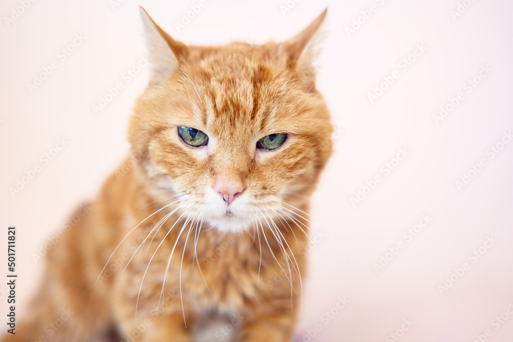 Lovely cat looking somewhere. Funny cat portrait. Lovely cat looking somewhere. Funny cat portrait.