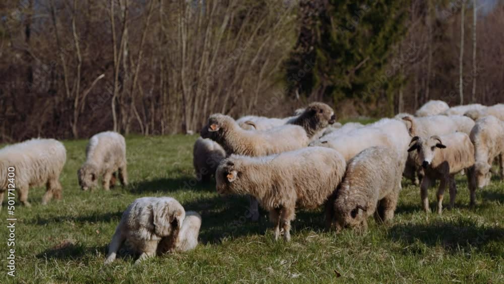 Owce i pasterstwo - ujęcia statyczne i z drona
Sheep from dron Owce i pasterstwo - ujęcia statyczne i z drona
Sheep from dron