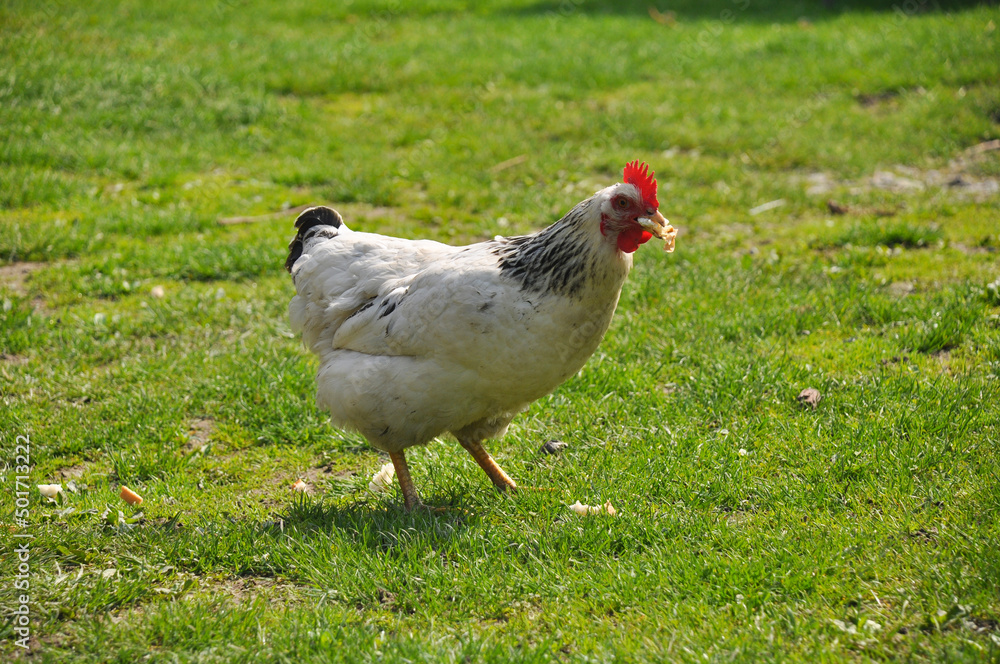 Chickens graze on the green lawn