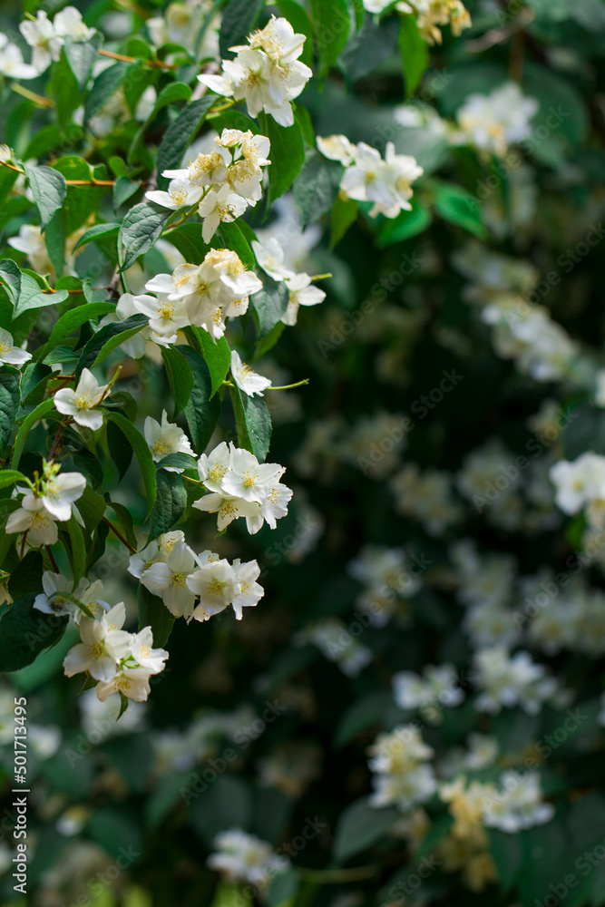 large vertical photo. Spring Bloom. Many White Jasmine flowers in midst of green leaves. large vertical photo. Spring Bloom. Many White Jasmine flowers in midst of green leaves.