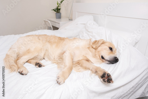 Cute dog sleeping under a white blanket. Golden Retriever lies and rests in a cozy bed. © deine_liebe