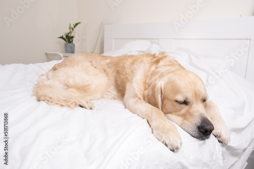 Cute dog sleeping under a white blanket. Golden Retriever lies and rests in a cozy bed. © deine_liebe
