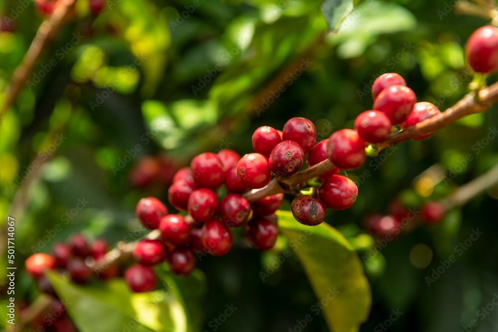Raw red coffee cherries on tree branch in coffee plantation on Chiriqui highland mountains, Panama, Central America Raw red coffee cherries on tree branch in coffee plantation on Chiriqui highland mountains, Panama, Central America