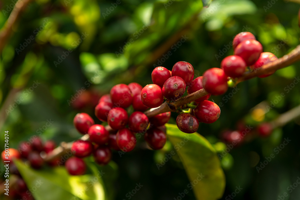 Raw red coffee cherries on tree branch in coffee plantation on  Chiriqui highland mountains, Panama, Central America