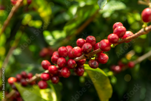 Raw red coffee cherries on tree branch in coffee plantation on  Chiriqui highland mountains, Panama, Central America