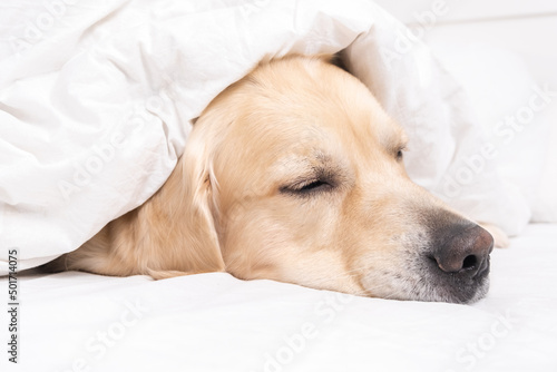 Fototapeta Naklejka Na Ścianę i Meble -  A cute dog lies under a white blanket. Golden Retriever sitting in bed in the morning. The concept of pets living like people.