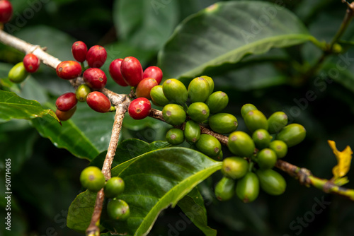Raw red coffee cherries on tree branch in coffee plantation on Chiriqui highland mountains, Panama, Central America