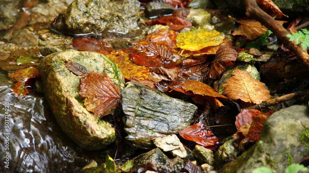 River stream, wild river in the nature. Small river. River stream, wild river in the nature. Small river.