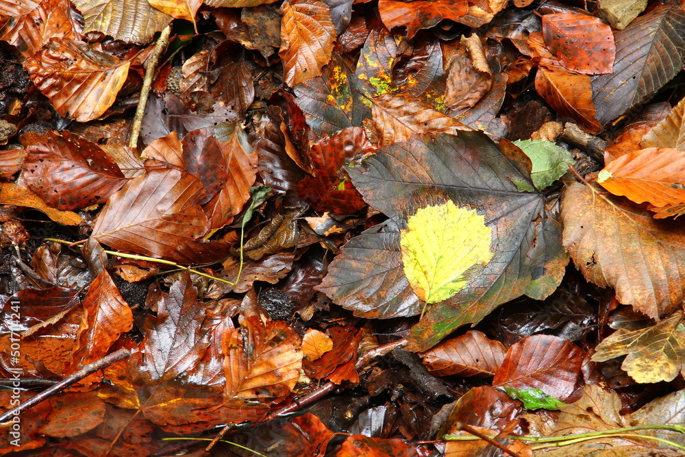 Leaves on the ground in forest. Leaves on the ground in forest.