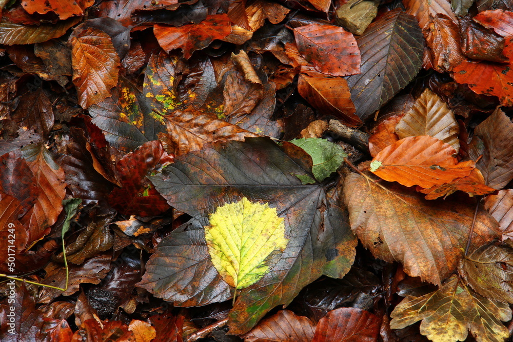 Obraz premium Leaves on the ground in forest.