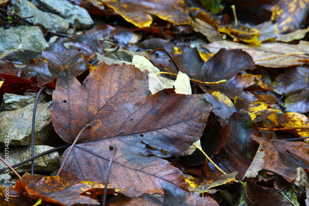 Leaves on the ground in forest.