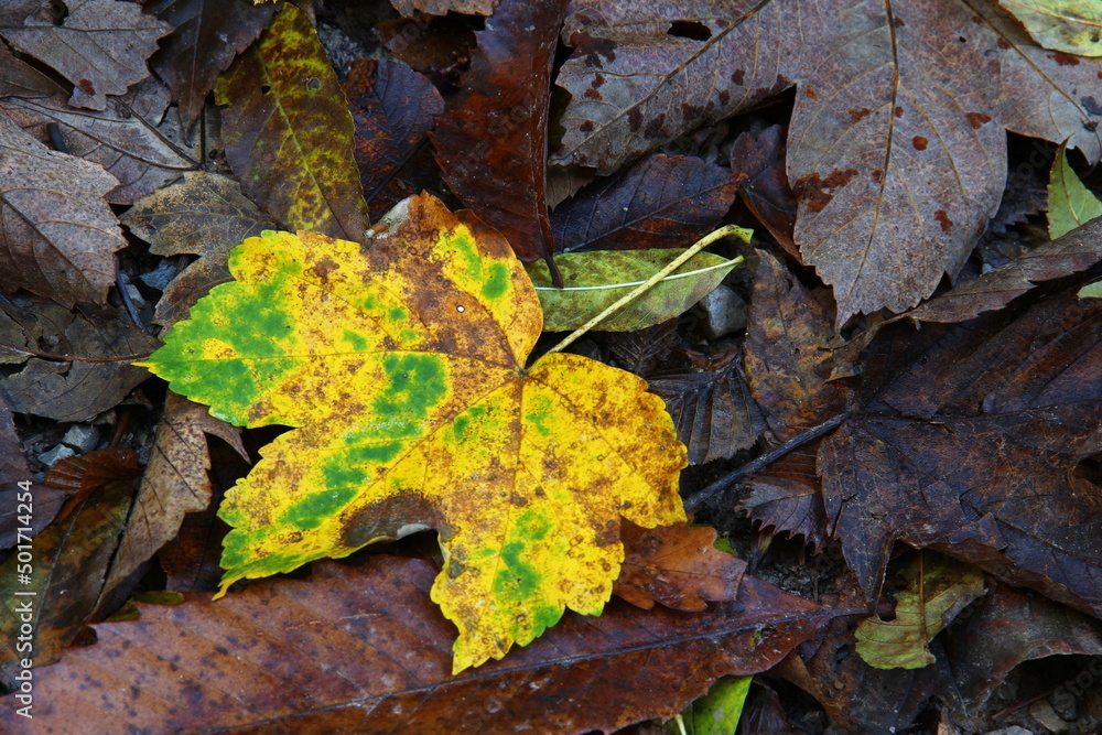 Leaves on the ground in forest. Leaves on the ground in forest.