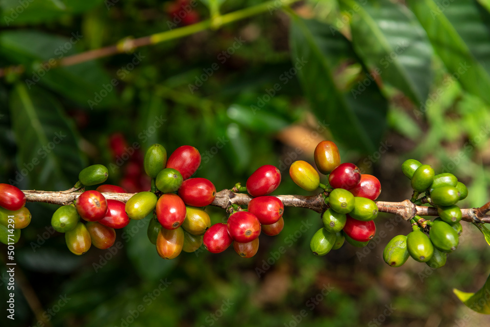 Raw red coffee cherries on tree branch in coffee plantation on Chiriqui highland mountains, Panama, Central America Raw red coffee cherries on tree branch in coffee plantation on Chiriqui highland mountains, Panama, Central America