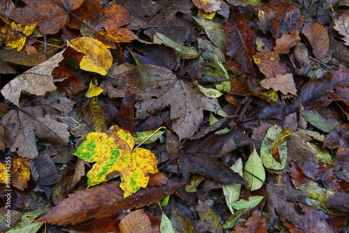 Leaves on the ground in forest.