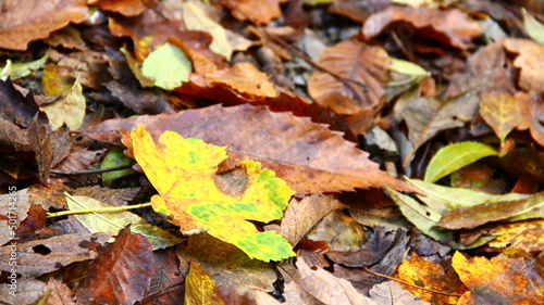 Leaves on the ground in forest. © Primus_1