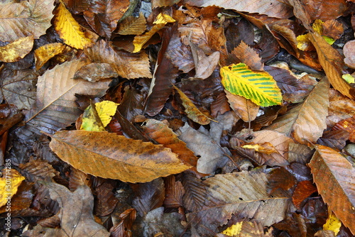 Leaves on the ground in forest.