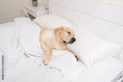 Cute dog sleeping under a white blanket. Golden Retriever lies and rests in a cozy bed.