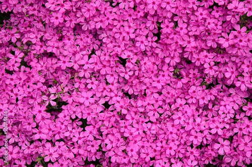 Fototapeta Naklejka Na Ścianę i Meble -  ピンクの花