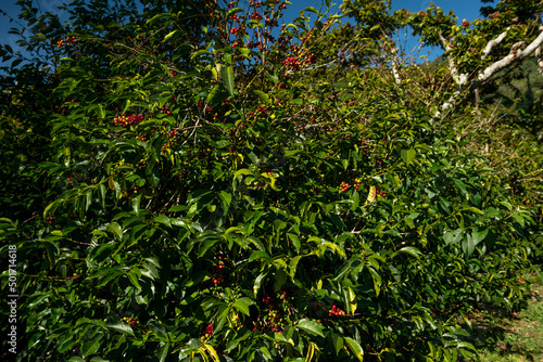 An organic coffee farm in the mountains of Panama, with red coffee cherries ready for harvest, Chiriqui highlands, Panama