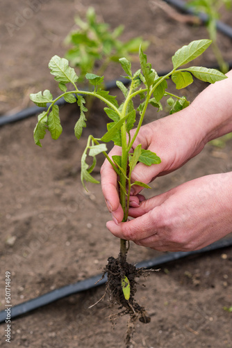 farmer planting tomato seedlings in the vegetable garden