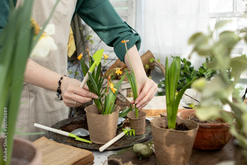 Fototapeta premium girl plants flowers in pots in spring