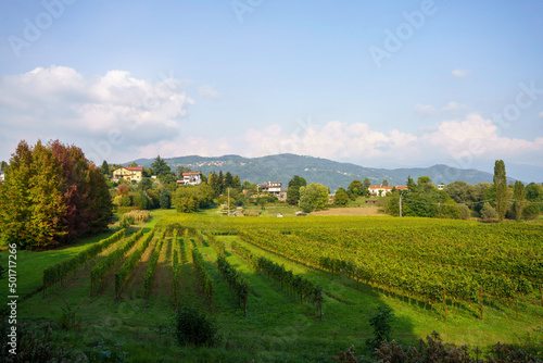 Vineyards in the park of Curone  Lecco province  Italy